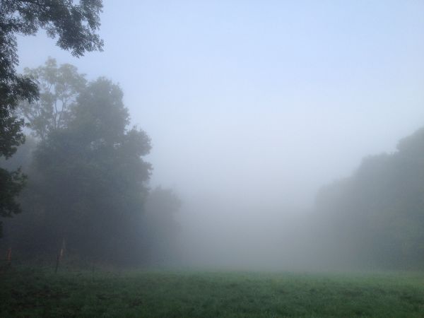 Nebel Schränkt Die Sicht Auf Knapp 50 M Ein www.donnerwetter.de